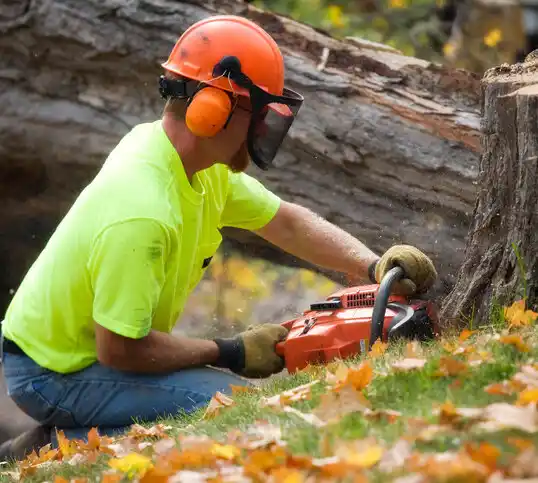 tree services Murphy